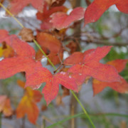 紅葉處處。