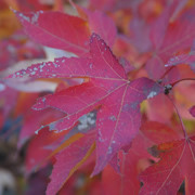 紅葉處處。