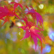 這裡也有紅葉。