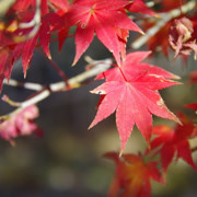 這裡也有紅葉。