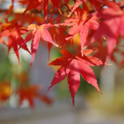 掬星台紅葉。