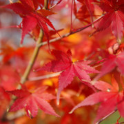 掬星台紅葉。