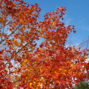 掬星台紅葉。