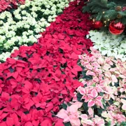 FLOWER DOME內花卉。