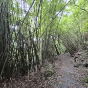 見到咁多竹‧‧‧