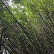 真喺想講，仍地喺無辜㗎。