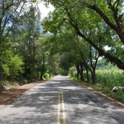 武陵綠色隧道。