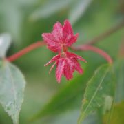 紅葉。