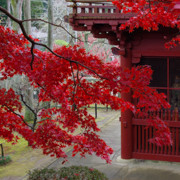 紅葉處處。