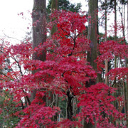 紅葉處處。