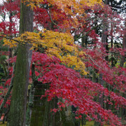 紅葉處處。