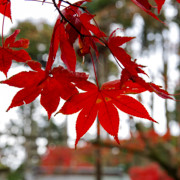 紅葉處處。