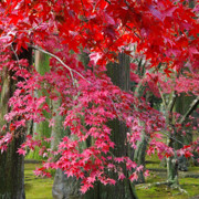 紅葉處處。