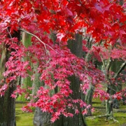 紅葉處處。
