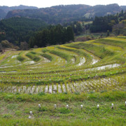 大山千枚田。