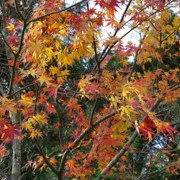 這裡都遇上紅葉。