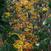 這裡都遇上紅葉。