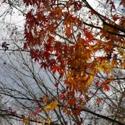 這裡都遇上紅葉。