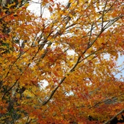這裡都遇上紅葉。