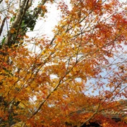 這裡都遇上紅葉。