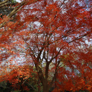 又遇上幾棵更吸引紅葉樹木。