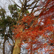 紅葉樹木。