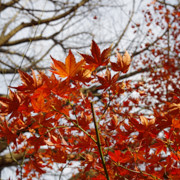 紅葉樹木。