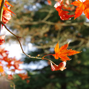 紅葉樹木。