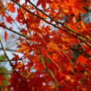 紅葉樹木。