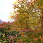 全自然公園內紅葉。