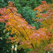 全自然公園內紅葉。