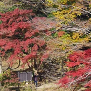 全自然公園內紅葉。