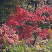 全自然公園內紅葉。