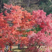 全自然公園內紅葉。