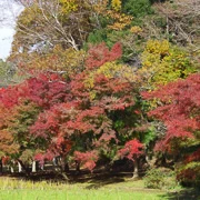 全自然公園內紅葉。