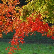 全自然公園內紅葉。