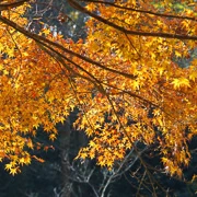 全自然公園內紅葉。全自然公園內紅葉。