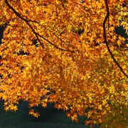 全自然公園內紅葉。