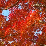 全自然公園內紅葉。