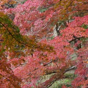 全自然公園內紅葉。