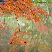 全自然公園內紅葉。