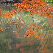 全自然公園內紅葉。