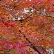 全自然公園內紅葉。