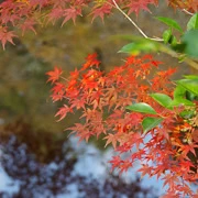 全自然公園內紅葉。