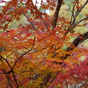 全自然公園內紅葉。