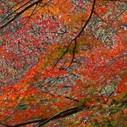 全自然公園內紅葉。