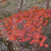 全自然公園內紅葉。