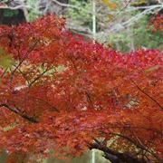 全自然公園內紅葉。