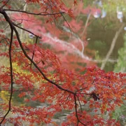 全自然公園內紅葉。