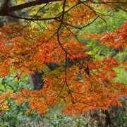 全自然公園內紅葉。